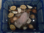 turkey in the brine